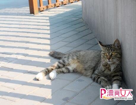 想要饲养流浪猫 你需要做好这些准备(图5)