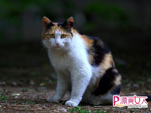 想要饲养流浪猫 你需要做好这些准备(图3)