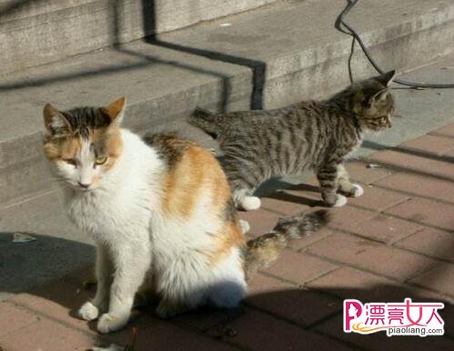 想要饲养流浪猫 你需要做好这些准备(图6)