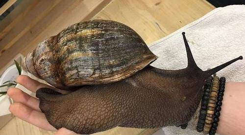 这可能是你见过的最大蜗牛 大小可覆盖成年人手掌(图1)