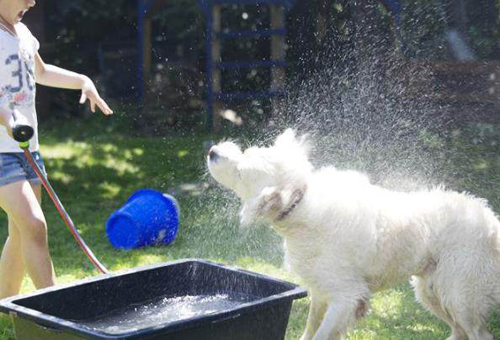 夏季怎么给狗狗降温?7个技巧让狗狗清爽一夏天(图2)