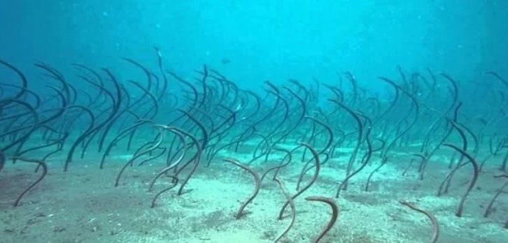 深海探险发现海底出现不明条状物，靠近查看整个人不好了(图1)