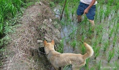 小伙树下发现怪洞，竟掏出这东西(图5)