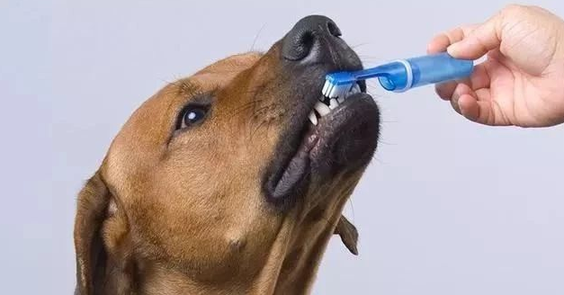 狗狗不配合刷牙怎么办？狗狗不喜欢刷牙怎么训练一下？(图2)