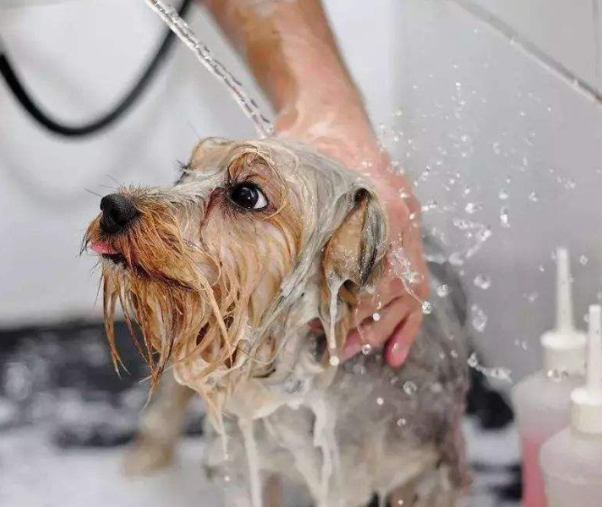 如何正确给狗狗洗澡？需要注意哪些方面？(图4)