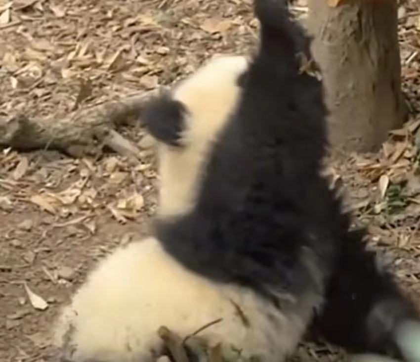 大熊猫福菀被游客泼水后委屈的躲在角落，引起网友愤怒！(图2)