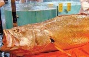 这种金光闪闪的鱼，一条售价高达上百万是上等补品