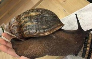 这可能是你见过的最大蜗牛 大小可覆盖成年人手掌