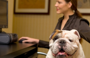 宠物能带入工作场所吗? 带宠物上班有哪些好处？