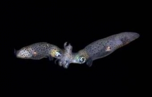 引领宾客一起探索深海生物，拉姆岛六善酒店率先在马尔代夫推出黑水潜水