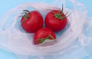 西紅柿別再放冰箱保存了，菜農大爺教我一招，放15天照樣新鮮